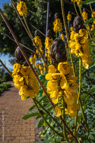 Peanut butter cassia, Funchal, Madeira 2018