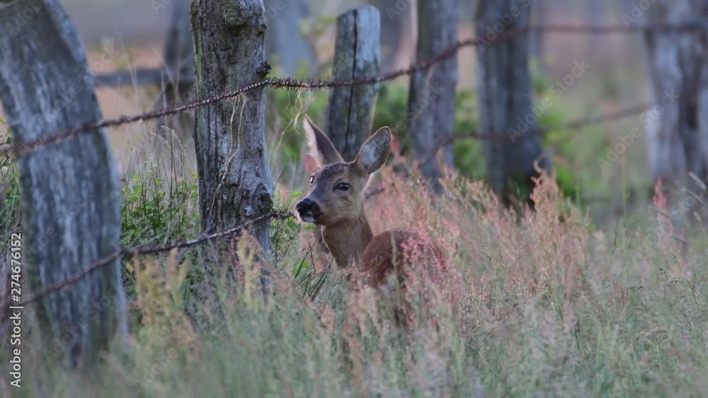 Roe deer standing in the meadow and look, summer, (capreolus capreolus), germany Roe deer standing in the meadow and look, summer, (capreolus capreolus), germany