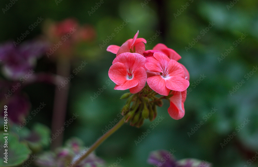 Close-up of Bright Pink Red Inflorescence of Geranium on Stalk. Close-up of Bright Pink Red Inflorescence of Geranium on Stalk.