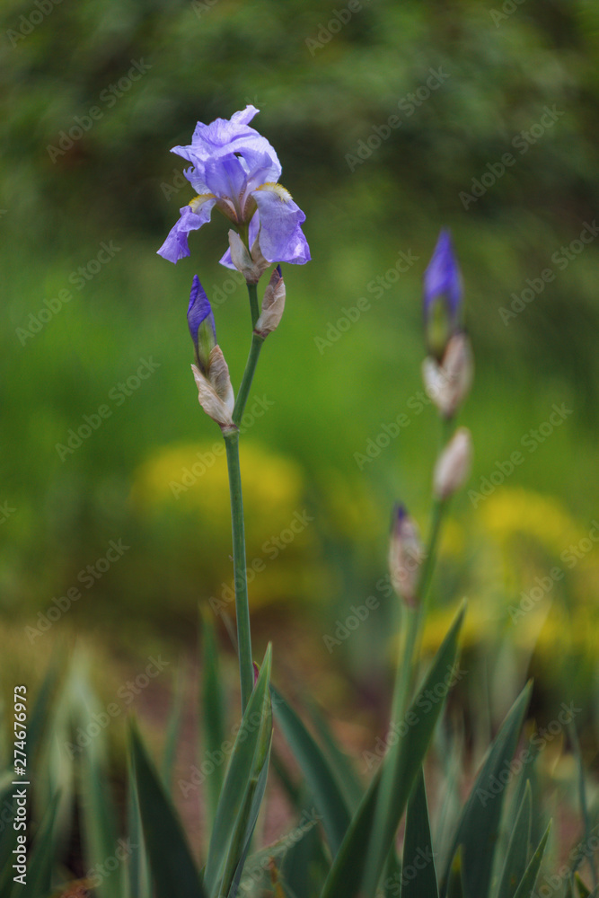 Flower of Blue Lilac Bearded Iris on Stalk. - obrazy, fototapety, plakaty 