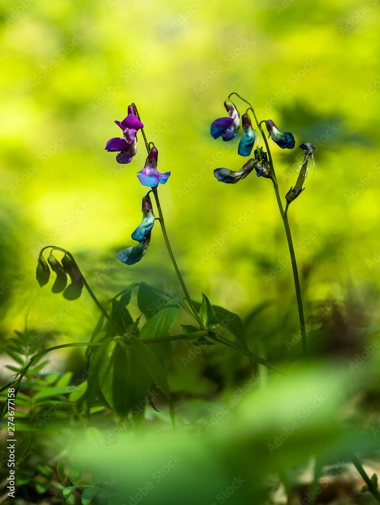 Frühlings-Platterbse (Lathyrus vernus) Frühlings-Platterbse (Lathyrus vernus)