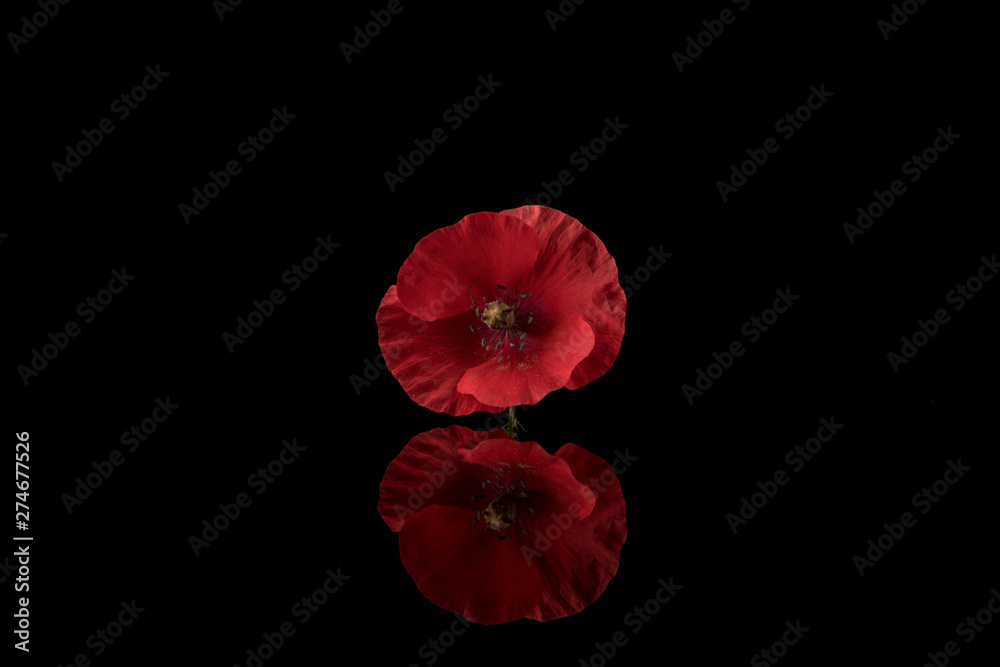 Naklejka premium Poppy, Red Poppy reflecting on black background, centered, copy space
