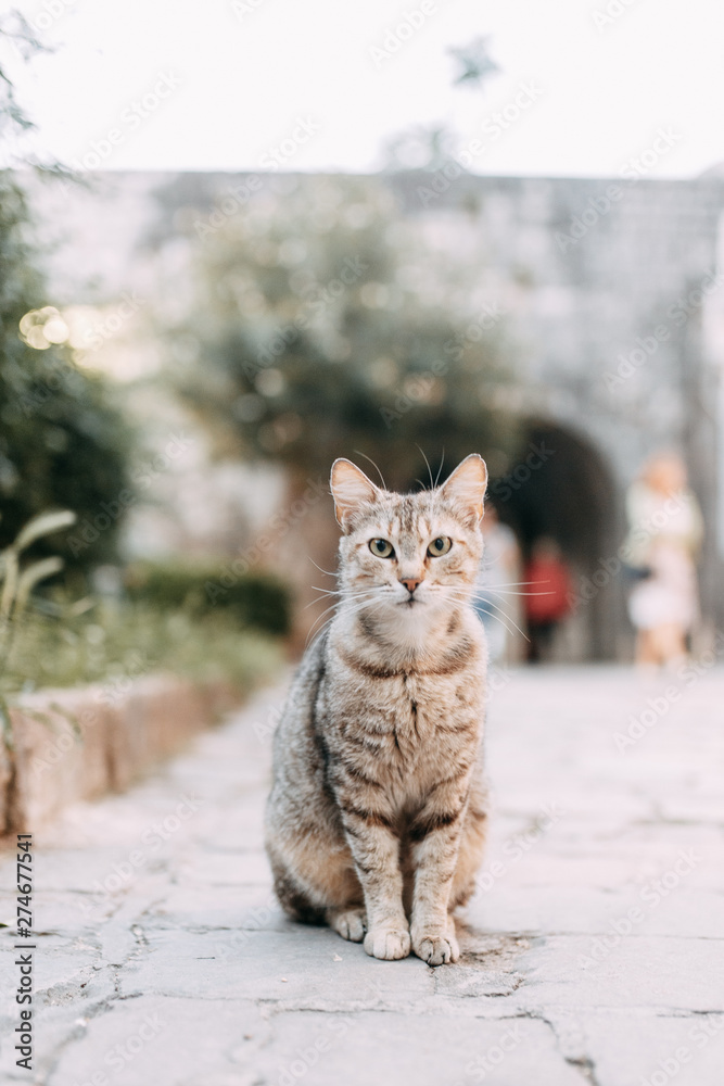 Fototapeta premium Street cats in Montenegro. Cats on the streets of the old town of Kotor.