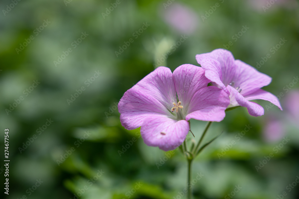 pink flower in the garden pink flower in the garden