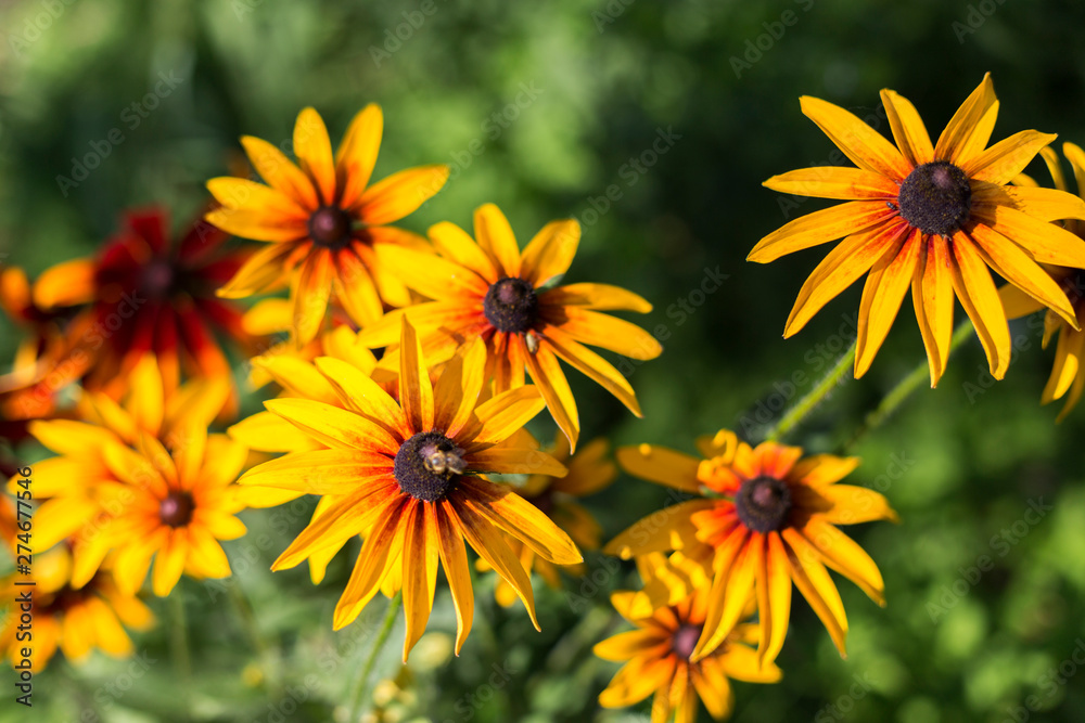 Photo of yellow flowers happy sunny summer day Photo of yellow flowers happy sunny summer day