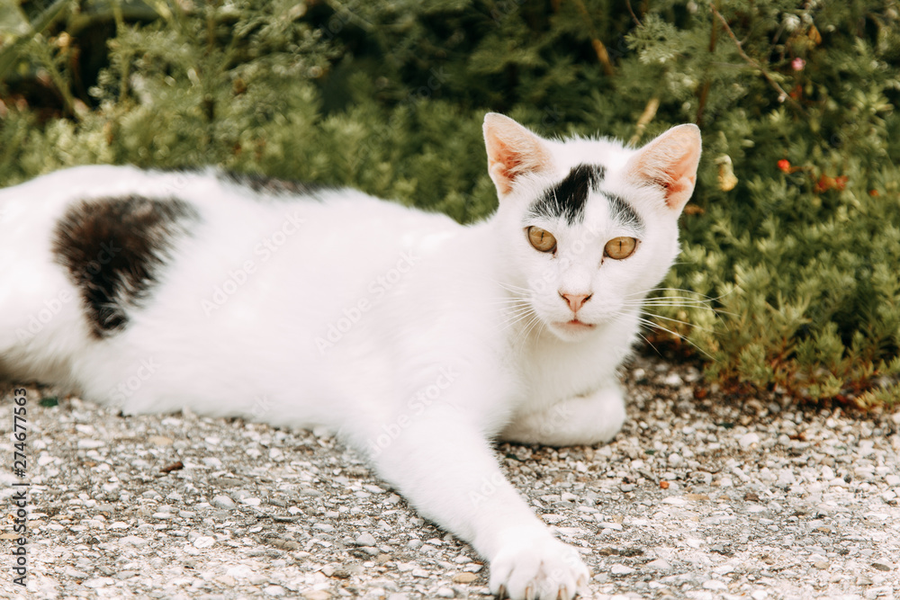 Street cats in Montenegro. Cats on the streets of the old town of Kotor. Street cats in Montenegro. Cats on the streets of the old town of Kotor.