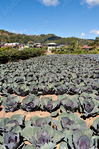 Cabbage fields in the mountain area of Luzon island, the Philippines