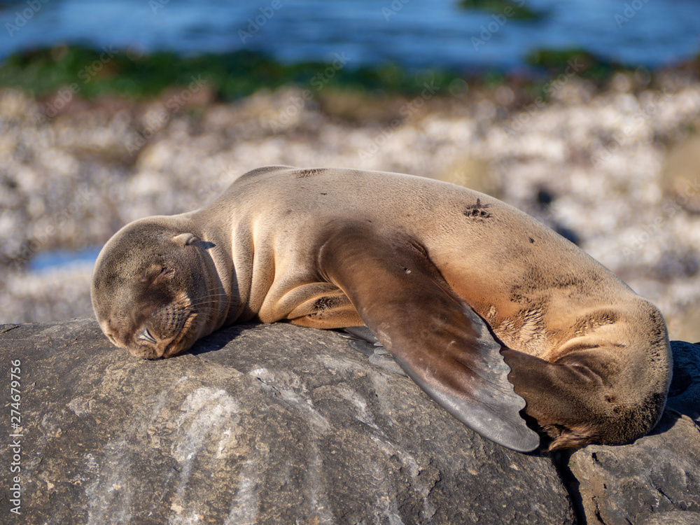 Fototapeta premium baby seal sleeping on a rock