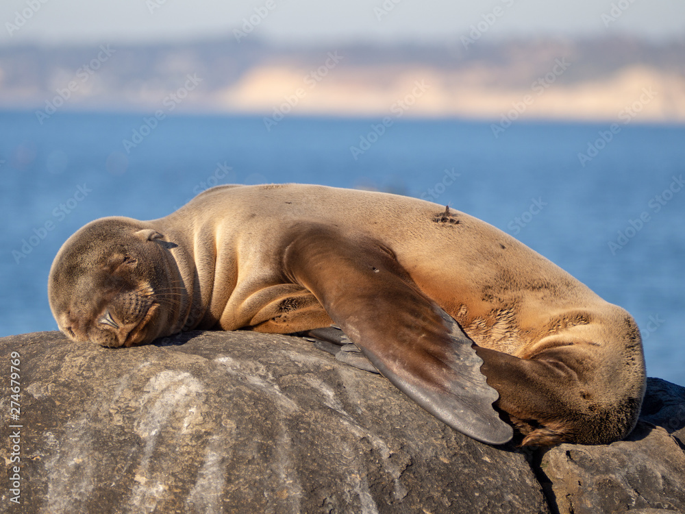 Fototapeta premium baby seal sleeping on a rock
