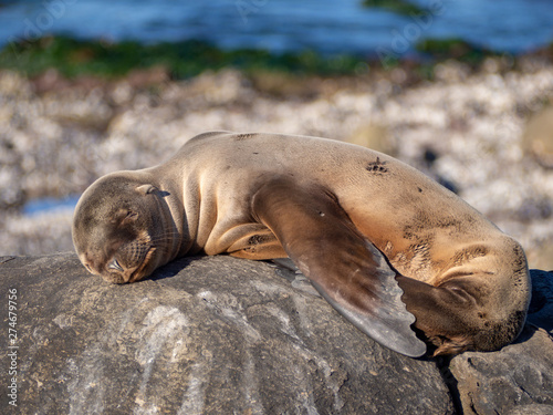 baby seal sleeping on a rock