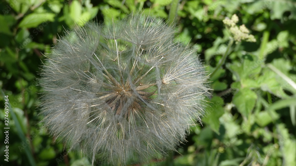 Dandelion Puffs or the dream maker Dandelion Puffs or the dream maker
