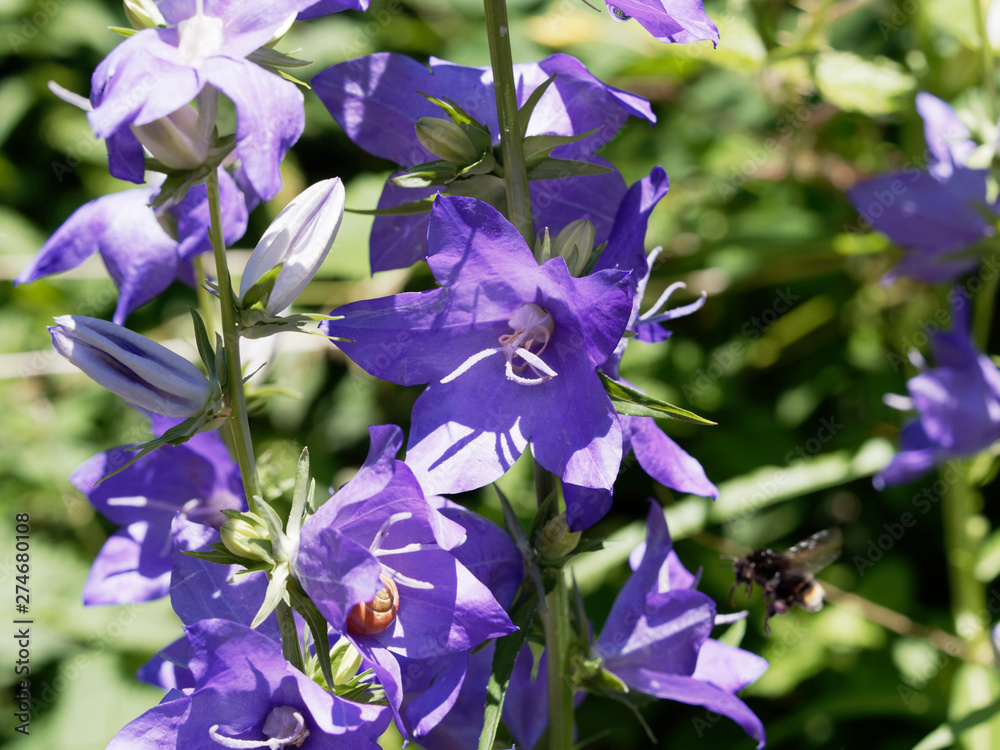 Campanula persicifolia - Fleur bleu clair de campanule à fleurs de pêcher  Stock Photo | Adobe Stock