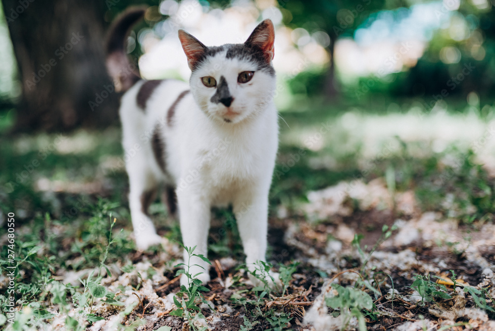 spotted cat is from the summer garden