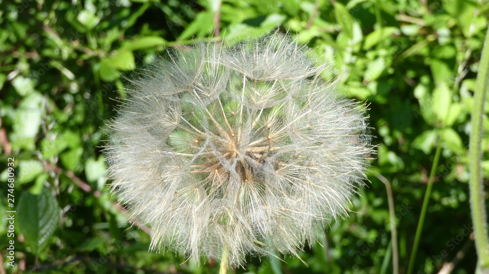 Dandelion Puff ready to grant your wishes Dandelion Puff ready to grant your wishes