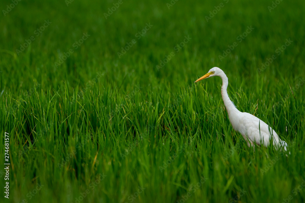 Fototapeta premium EGRET IN GREEN, WHITE BIRD IN GREEN BACKGROUND,A WALLPAPER CLICK