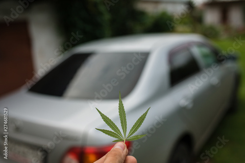 Wallpaper Mural Green leaf of cannabis, marijuana for cigarettes. keep in hand on the background of the machine. The concept of transportation, dealership, transportation of drugs, hemp and leaves. Torontodigital.ca
