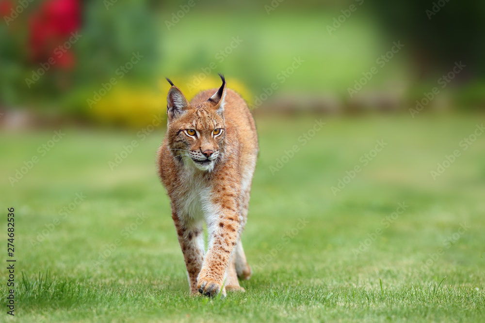 Obraz premium The Eurasian lynx (Lynx lynx), portrait. Eurasian lynx in the garden.
