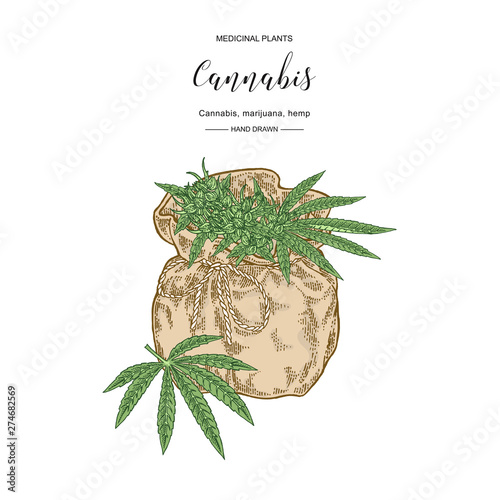 Cannabis sativa or cannabis indica plant. Marijuana leaves and seeds. Medical and cosmetic herbs. Botanical vector illustration.