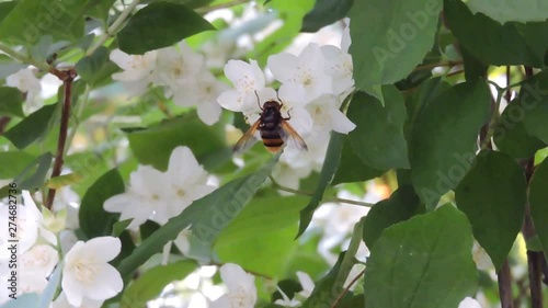 A bee collecting nectar from a jasmine flower. photo