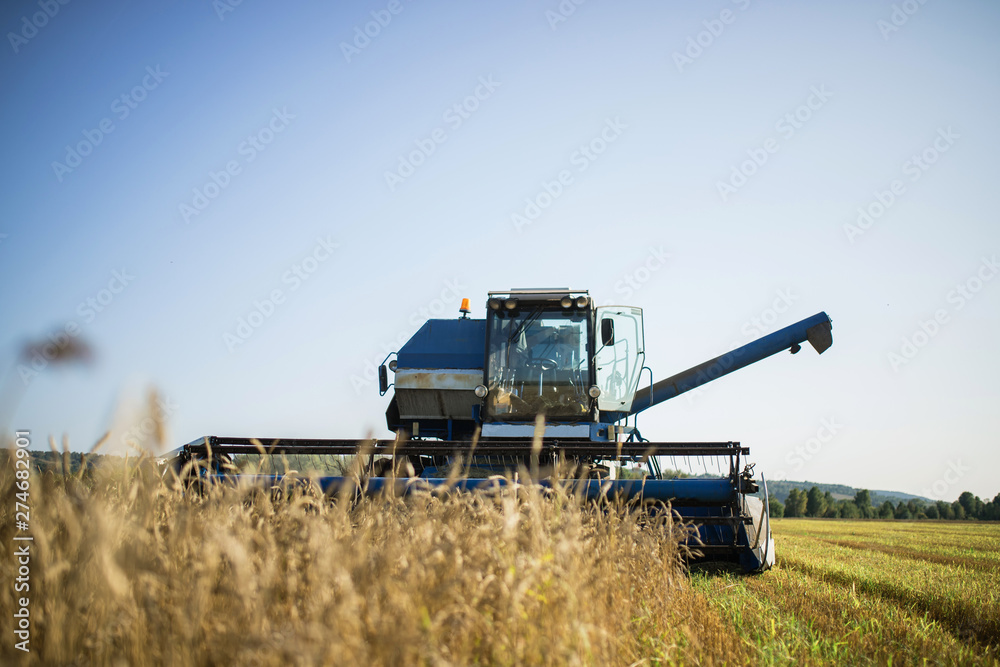 combine harvester, wheat cutting, summer landscape of endless fields under a blue sky with clouds. bright autumn day. harvest time combine harvester, wheat cutting, summer landscape of endless fields under a blue sky with clouds. bright autumn day. harvest time