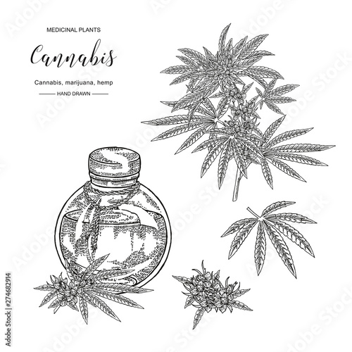 Cannabis sativa or cannabis indica plant. Marijuana leaves and seeds. Medical and cosmetic herbs. Botanical vector illustration. Black and white.