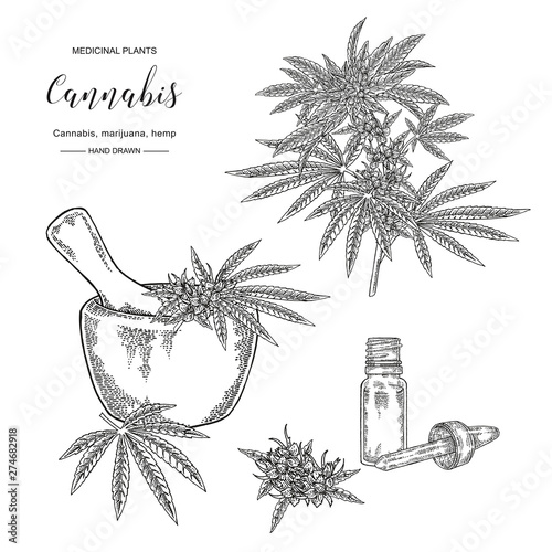 Cannabis sativa or cannabis indica plant. Marijuana leaves and seeds. Medical and cosmetic herbs. Botanical vector illustration. Black and white.