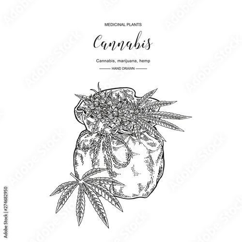 Cannabis sativa or cannabis indica plant. Marijuana leaves and seeds. Medical and cosmetic herbs. Botanical vector illustration. Black and white.