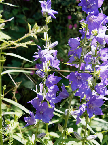  Campanula persicifolia  Flowered terminal raceme of lilac blue peach-leaved bellflower