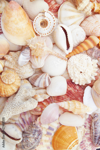 Mixed seashells background, different sea shells collection