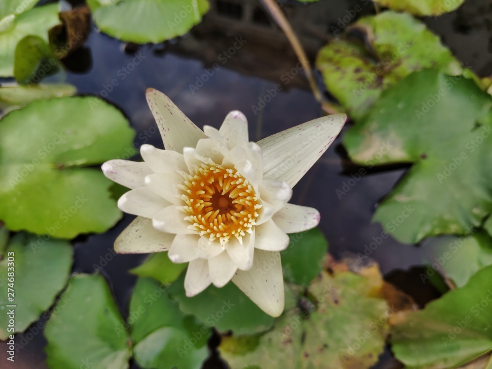 Closeup view of white lily flower on the water. Georgetown, Penang, Malaysia Closeup view of white lily flower on the water. Georgetown, Penang, Malaysia