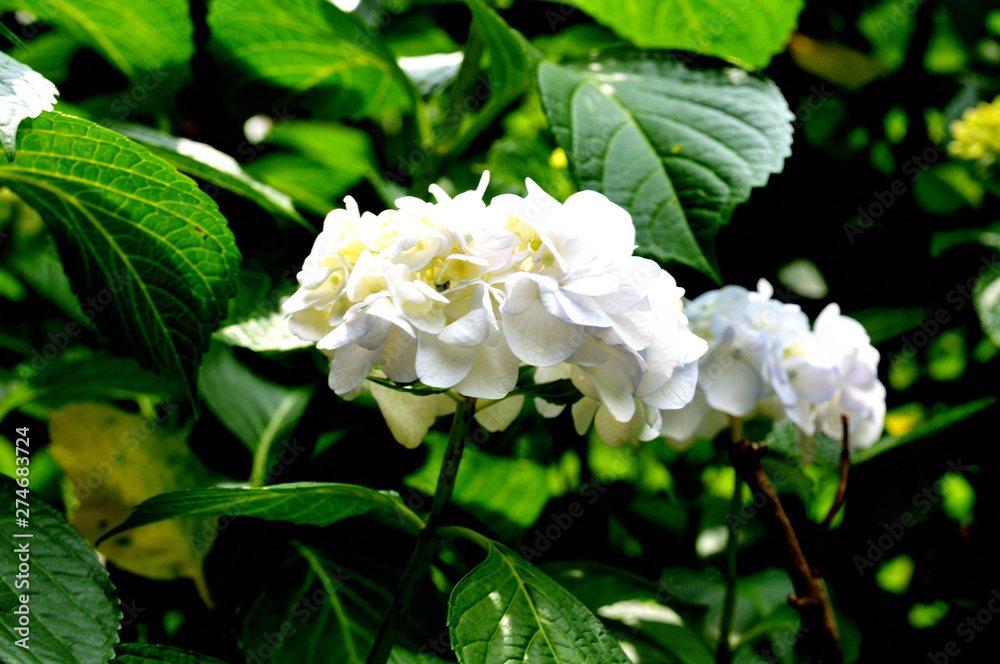 紫陽花