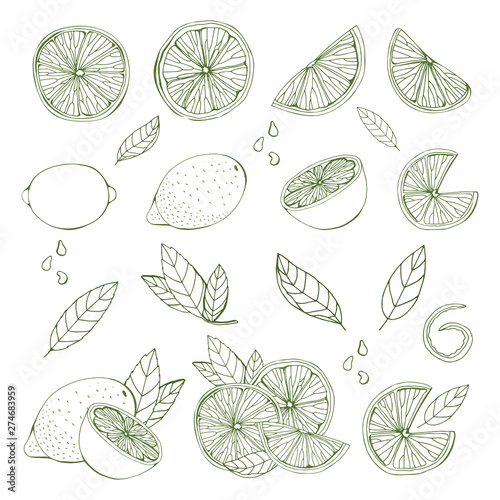A set of fruits drawn by a line. Different variations of lemon, lime, citrus. Monochrome objects, isolated on white background. Vector illustration, hand drawing.