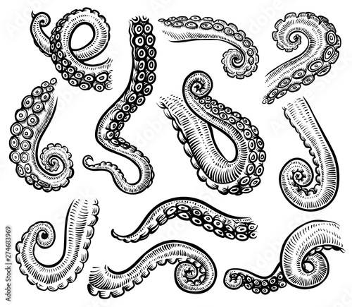 Tentacles of octopus, vector hand drawn collection of engraving illustrations.