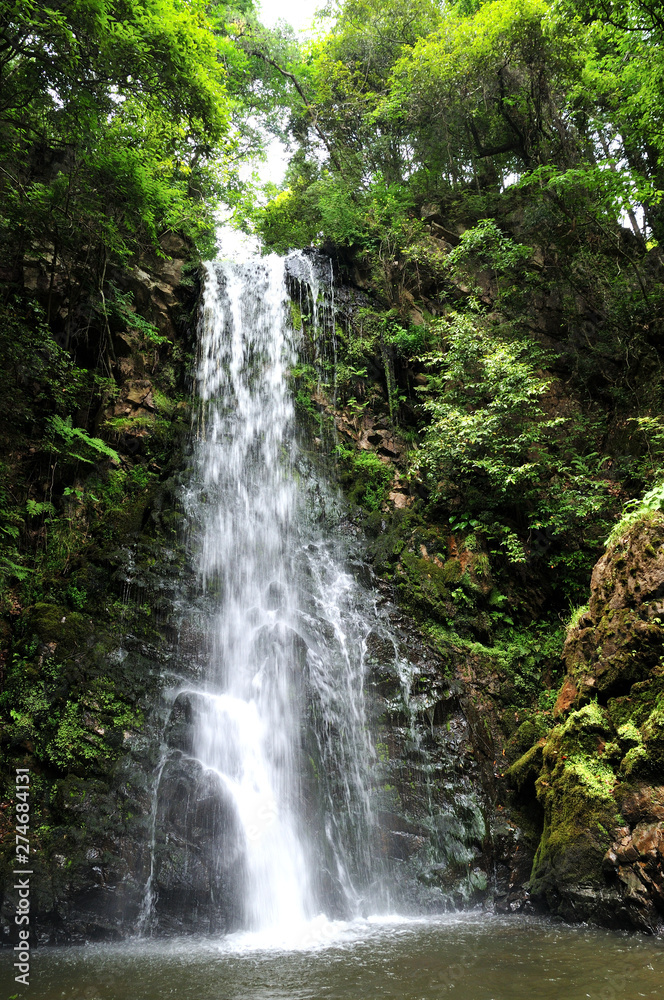 Fototapeta premium 竜吟の滝