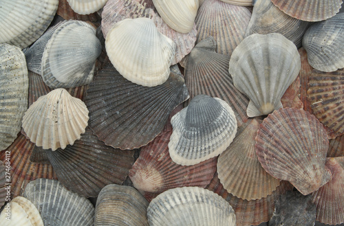 Many different sea shells close up