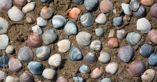 A collection of shells on the sand