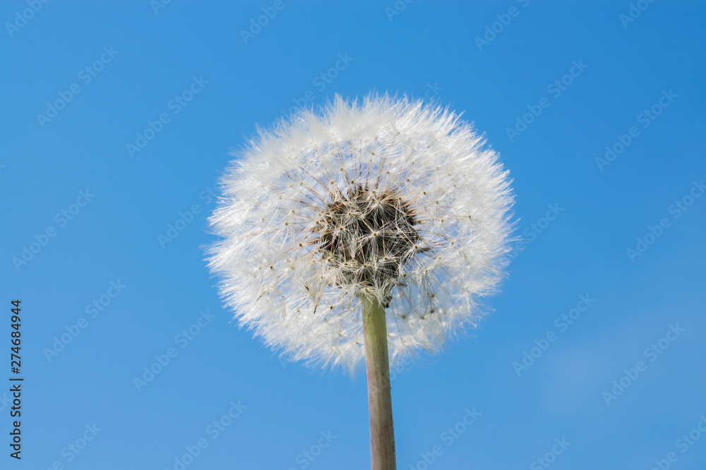 White dandelion on a blue sky background.