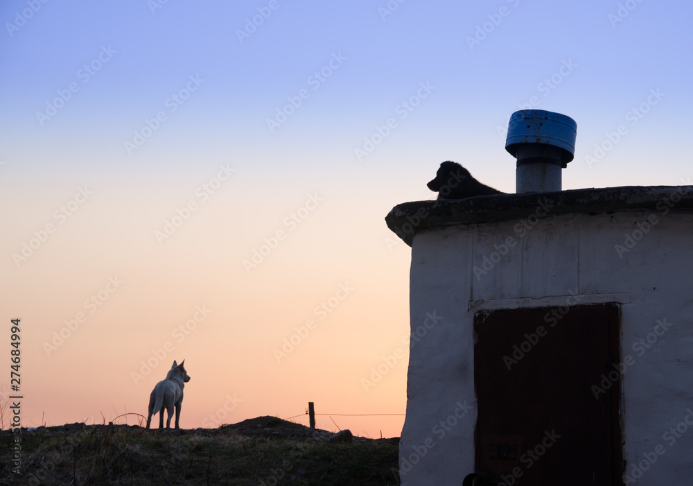 two stray dogs at sunset. one is on the roof, the other is watching the sunset