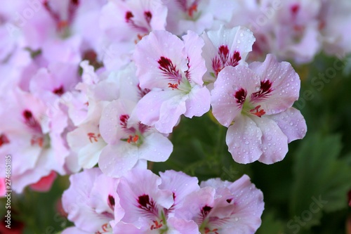 Pale pink flowers Pelargonium grandiflorum in the garden