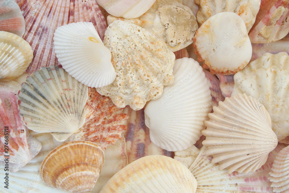 Mixed colorful tropical seashells background Mixed colorful tropical seashells background