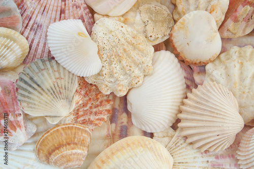 Mixed colorful tropical seashells background