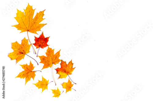 isolated golden autumn leaves on white background