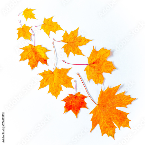 isolated golden autumn leaves on white background