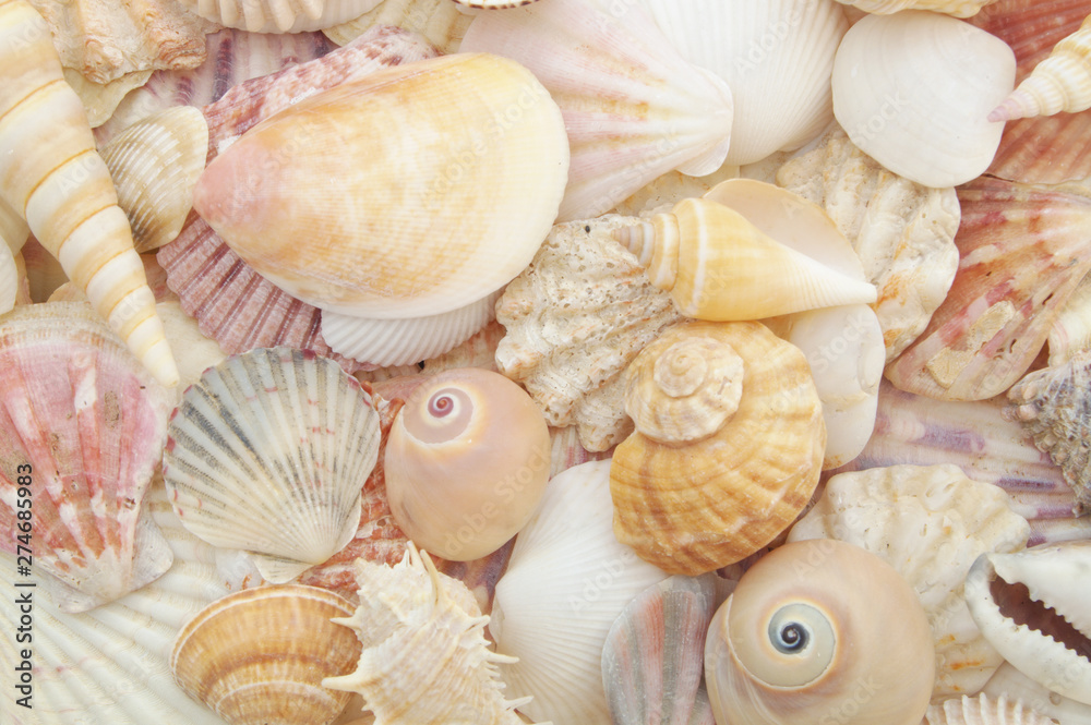 Seashell background, lots of different seashells piled together Seashell background, lots of different seashells piled together