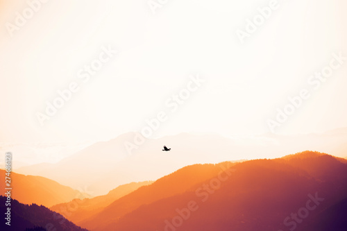 Eagle soaring above the peaks of the Caucasus Mountains in the rays of the sun