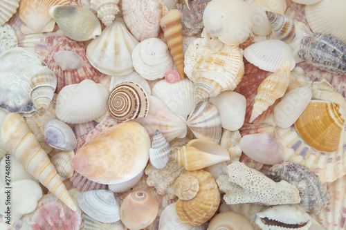 Colorful seashell background, lots of different tropical seashells piled together