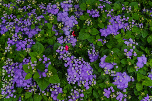 Fototapeta Naklejka Na Ścianę i Meble -  Background from decorative light purple flowers to decorate the garden.