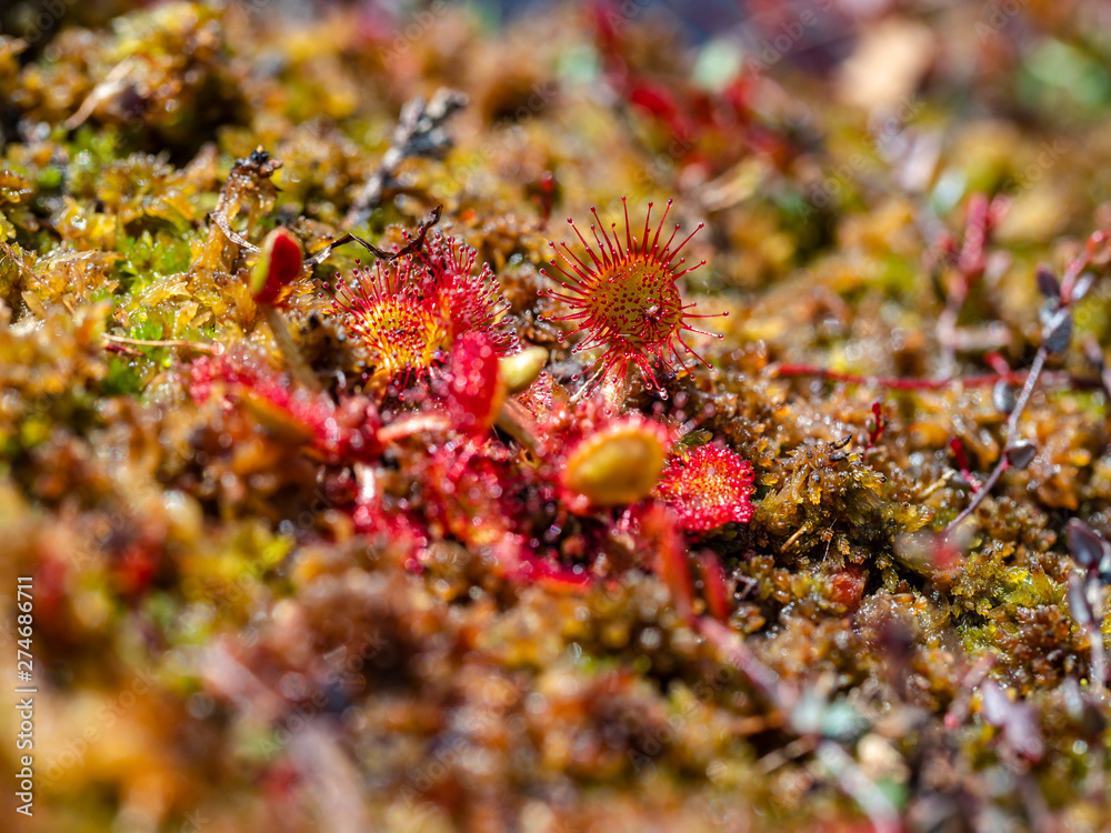 Rundblättriger Sonnentau (Drosera rotundifolia) Rundblättriger Sonnentau (Drosera rotundifolia)