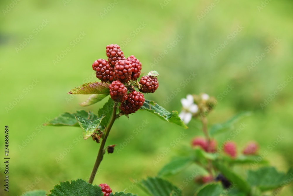 Blackberry contains a lot of polyphenols such as anthocyanins and is a fruit that helps prevent adult diseases. Blackberry contains a lot of polyphenols such as anthocyanins and is a fruit that helps prevent adult diseases.