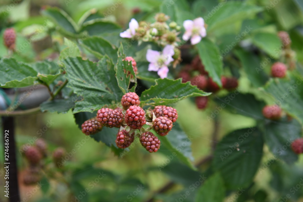 Blackberry contains a lot of polyphenols such as anthocyanins and is a fruit that helps prevent adult diseases. Blackberry contains a lot of polyphenols such as anthocyanins and is a fruit that helps prevent adult diseases.